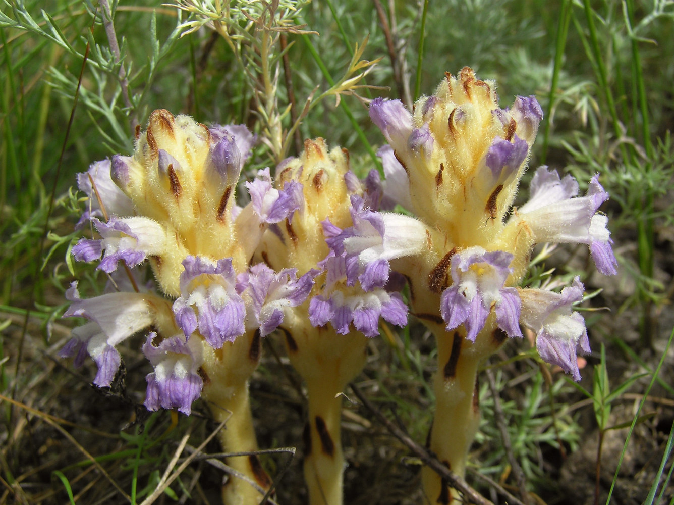 Image of Phelipanche arenaria specimen.