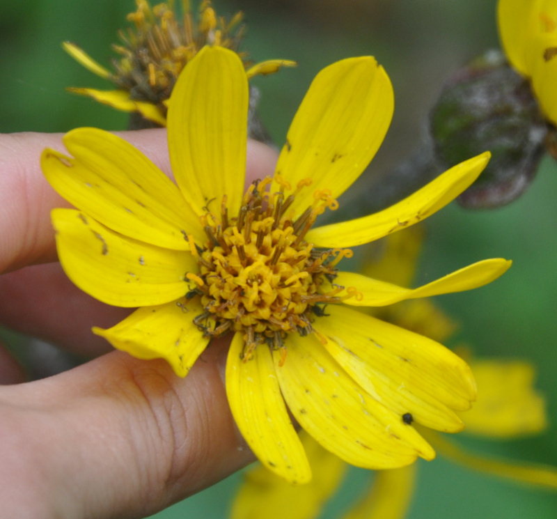 Image of Ligularia calthifolia specimen.