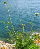 Daucus carota subspecies hispanicus. Цветущее растение. Испания, Каталония, Жирона, Тосса-де-Мар, у крепости Вила-Велья. 24.06.2012.