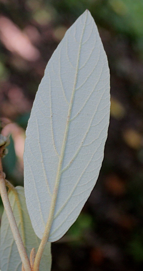 Image of Viburnum &times; pragense specimen.