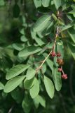 Exochorda korolkowii. Ветвь с незрелыми плодами. Узбекистан, г. Ташкент, Ботанический сад им. Ф.Н. Русанова, 02.05.2009.