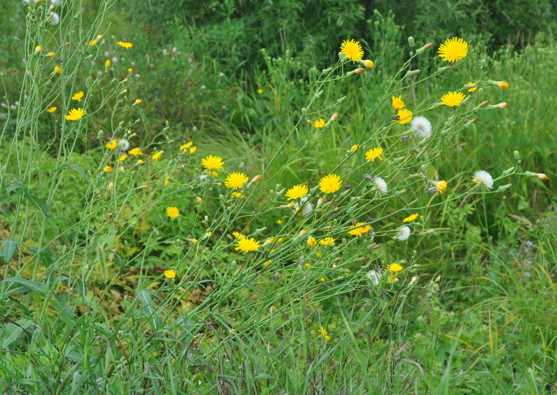 Image of Sonchus arvensis specimen.