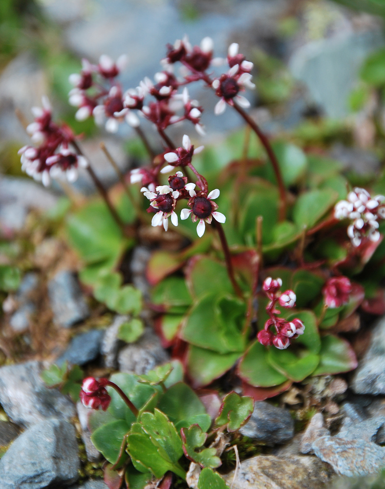 Image of Micranthes melaleuca specimen.