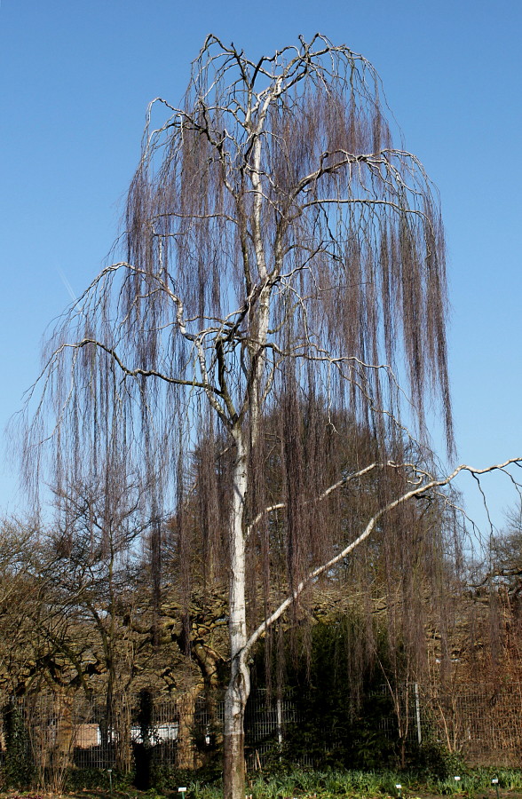 Image of Betula pendula f. dalecarlica specimen.