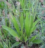 Смотреть изображение Plantago lanceolata