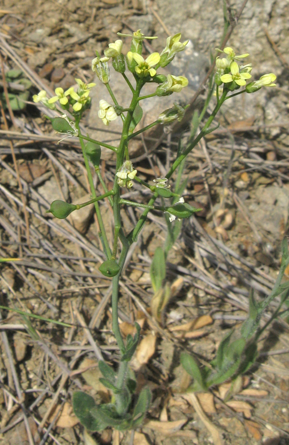 Image of genus Camelina specimen.