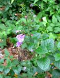Смотреть изображение Clinopodium menthifolium