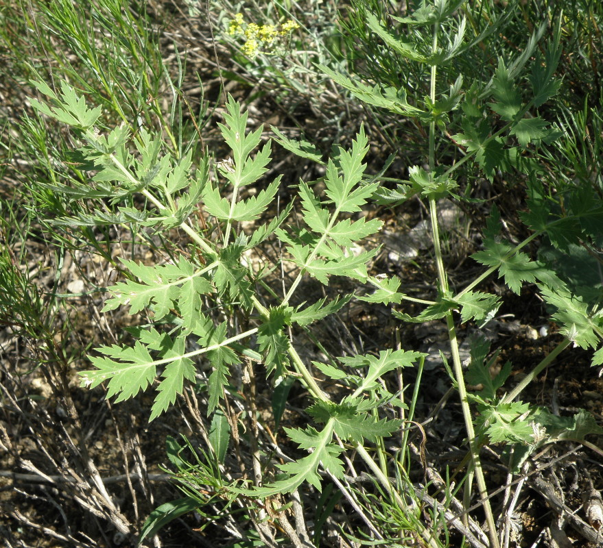 Image of Seseli libanotis specimen.