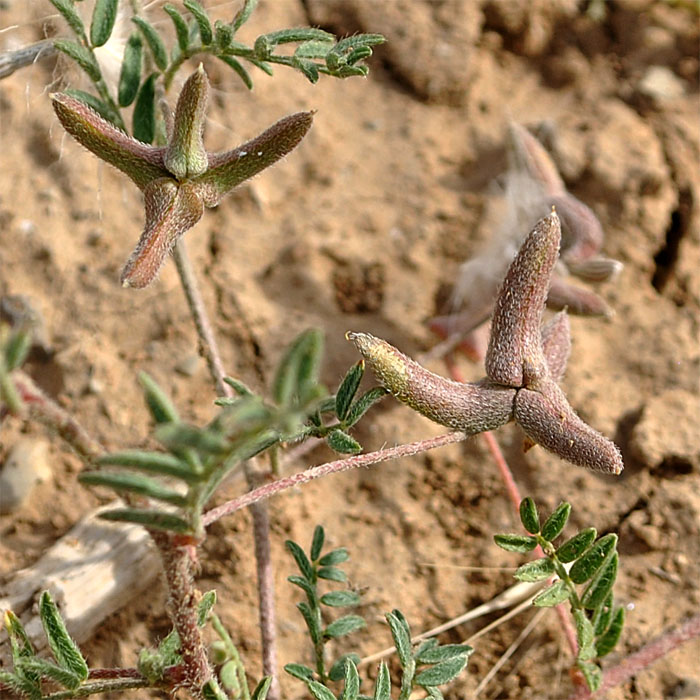 Изображение особи Astragalus asterias.