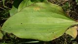 Plantago cornuti