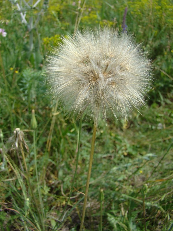 Image of Scorzonera laciniata specimen.