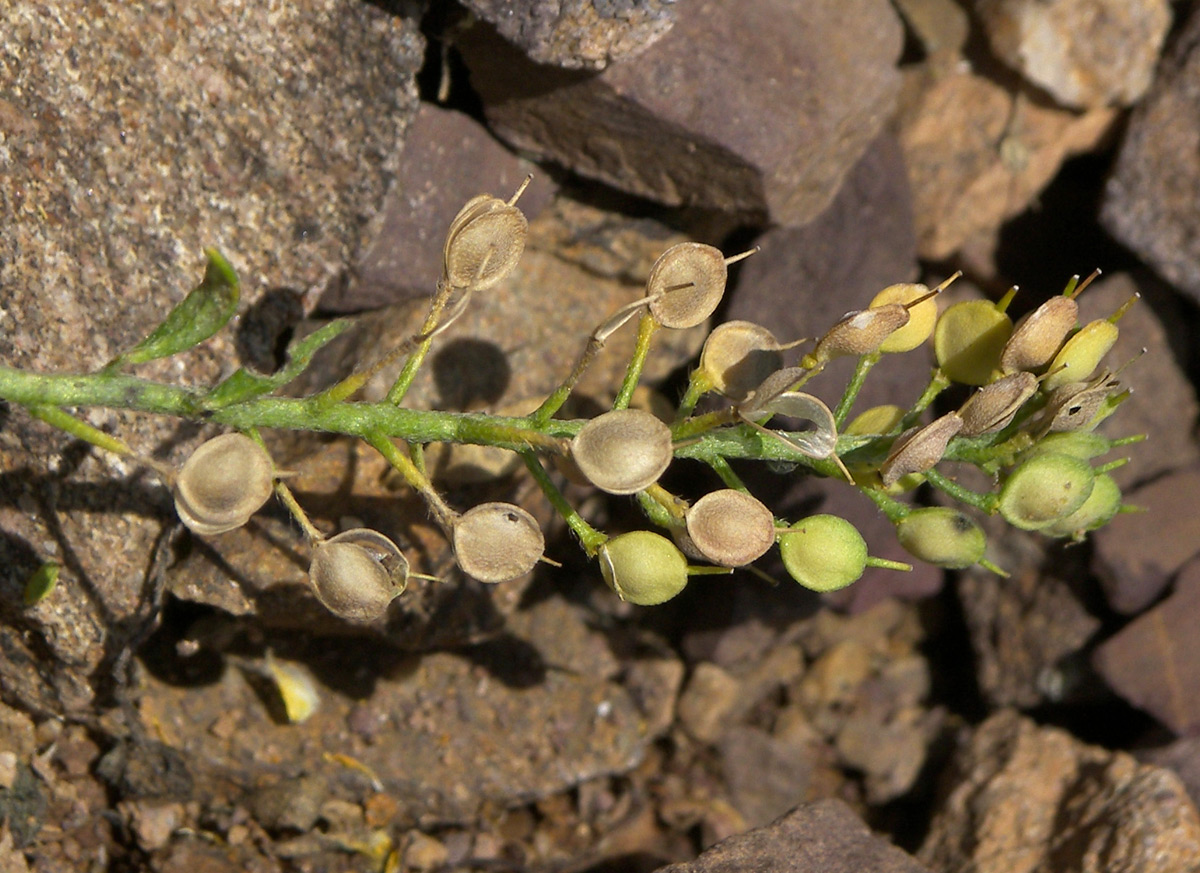 Изображение особи Alyssum trichostachyum.