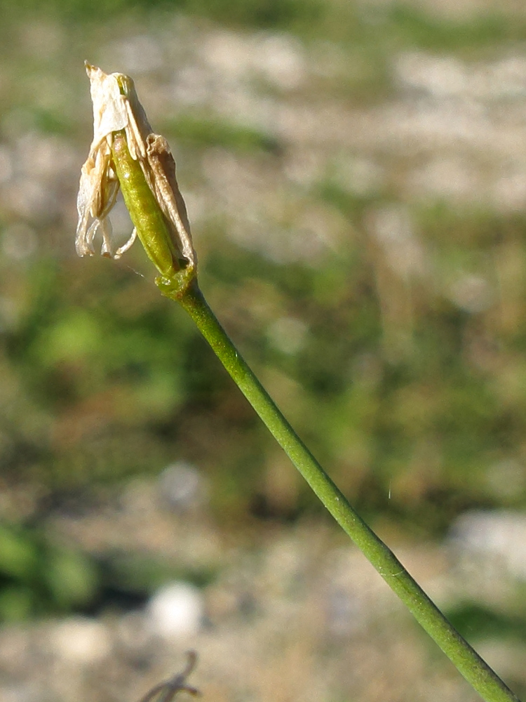 Image of Brassica napus specimen.