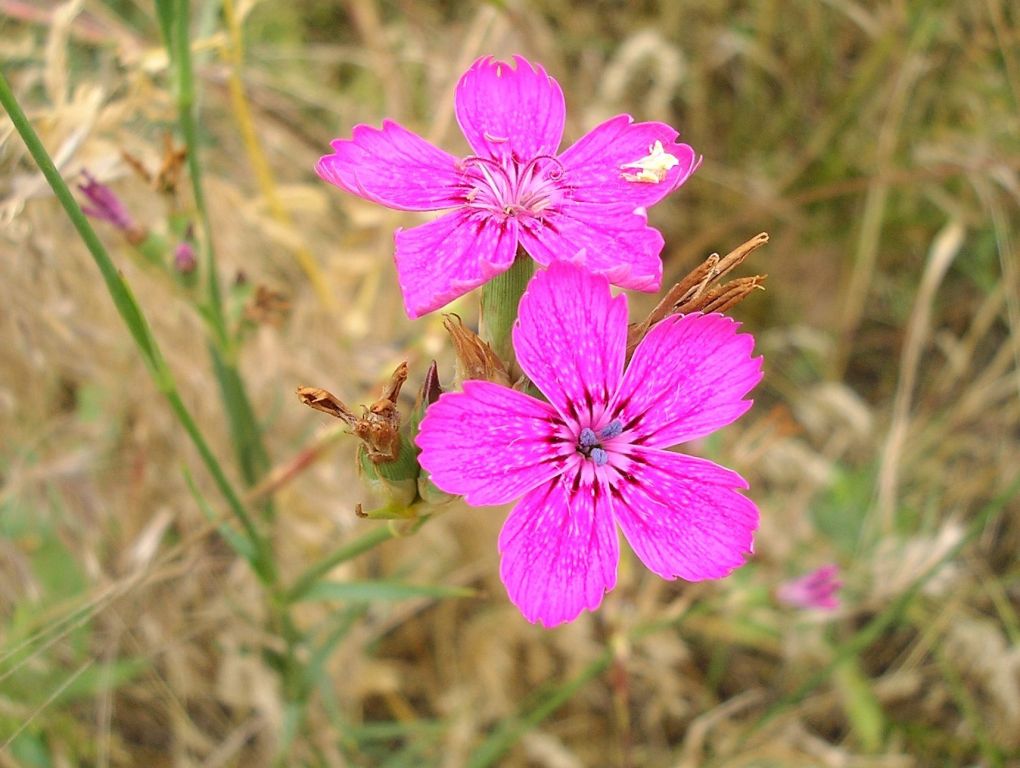 Изображение особи род Dianthus.