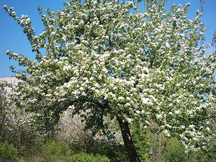 Изображение особи Pyrus communis.