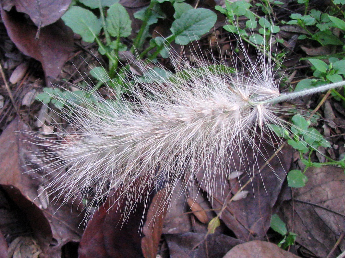 Image of Pennisetum villosum specimen.