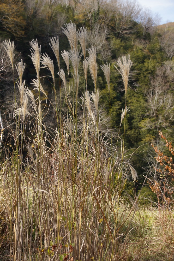 Изображение особи Miscanthus sinensis.