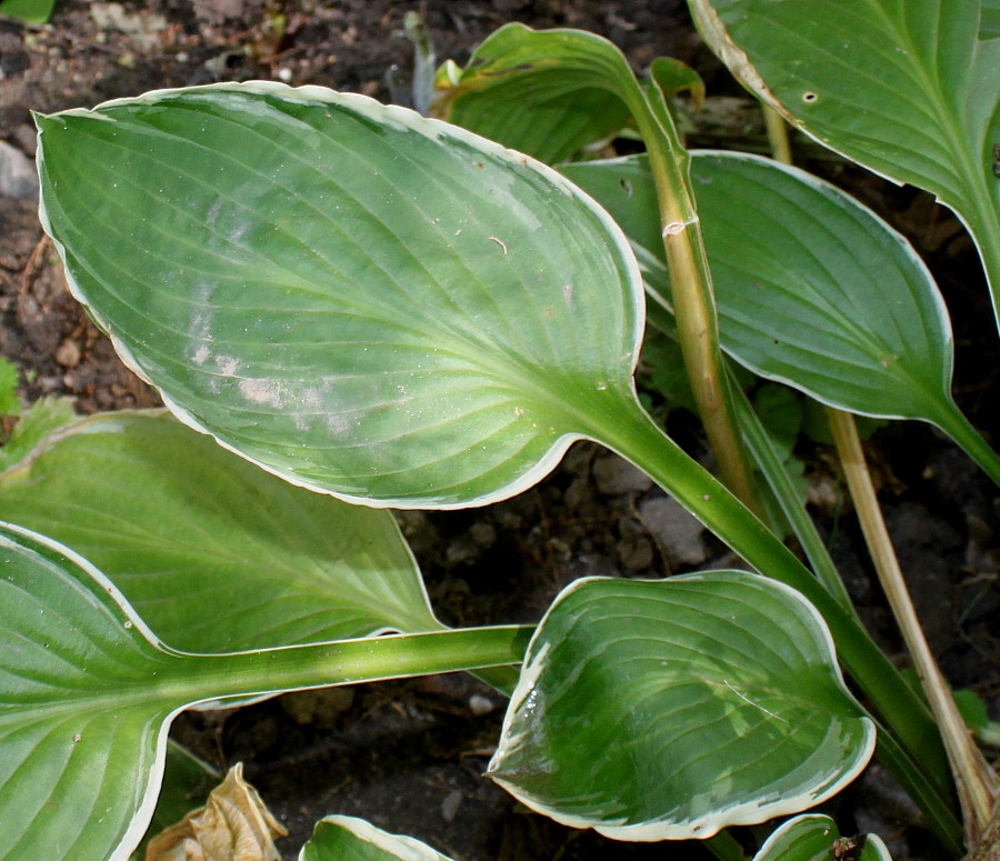 Image of genus Hosta specimen.