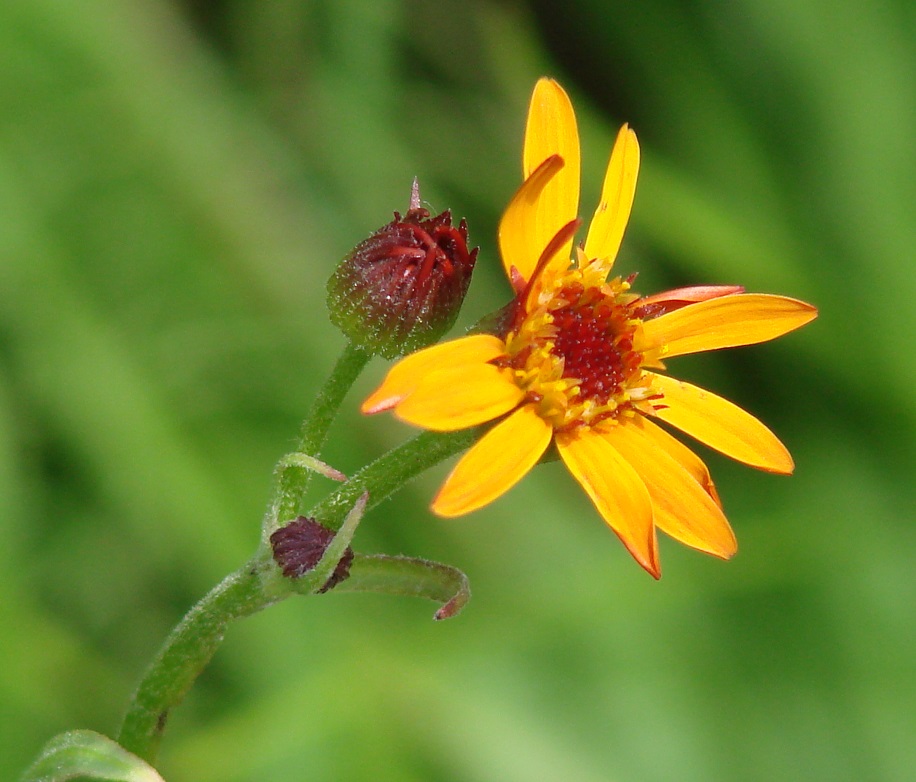 Изображение особи Tephroseris porphyrantha.