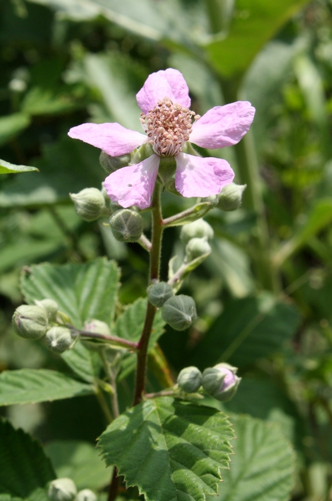 Изображение особи Rubus sanctus.