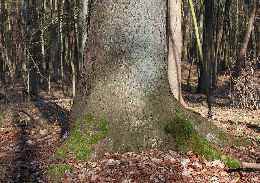 Изображение особи Picea abies.