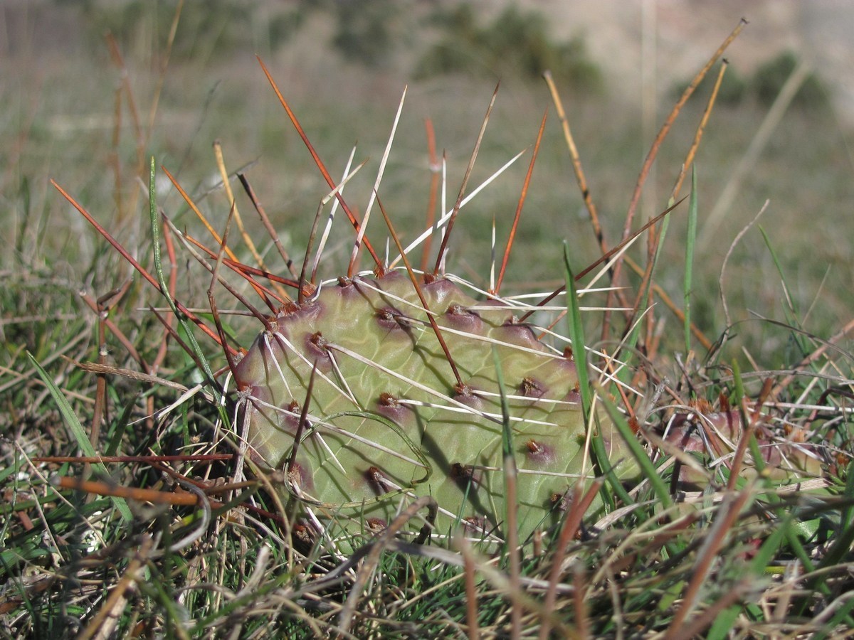 Изображение особи Opuntia phaeacantha var. camanchica.