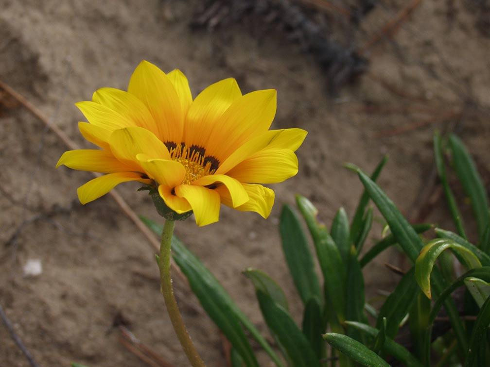 Изображение особи род Gazania.