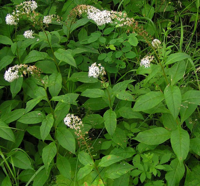 Image of Lysimachia clethroides specimen.