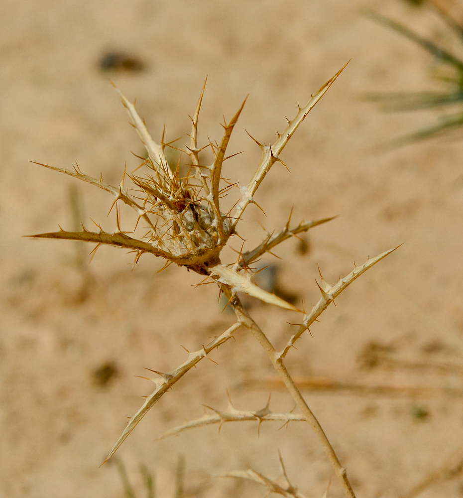 Image of Atractylis carduus specimen.