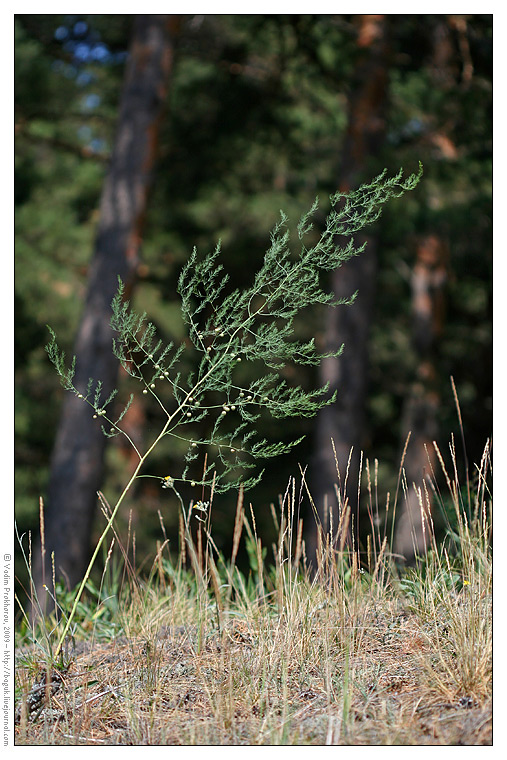 Image of Asparagus officinalis specimen.