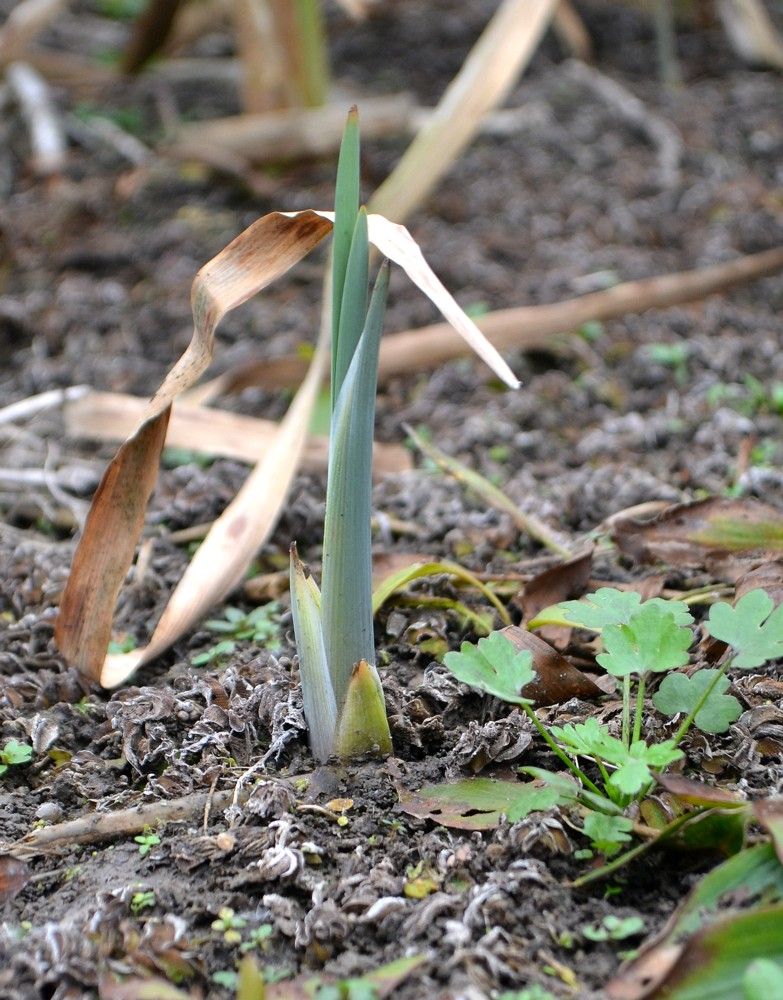 Изображение особи род Typha.