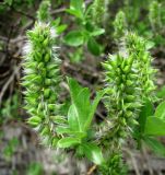 Salix recurvigemmata. Верхушка ветви с молодым побегом и соплодиями. Архангельская обл., Холмогорский р-н, окр. пос. Усть-Пинега, береговая скала р. Пинега. 31.05.2014.