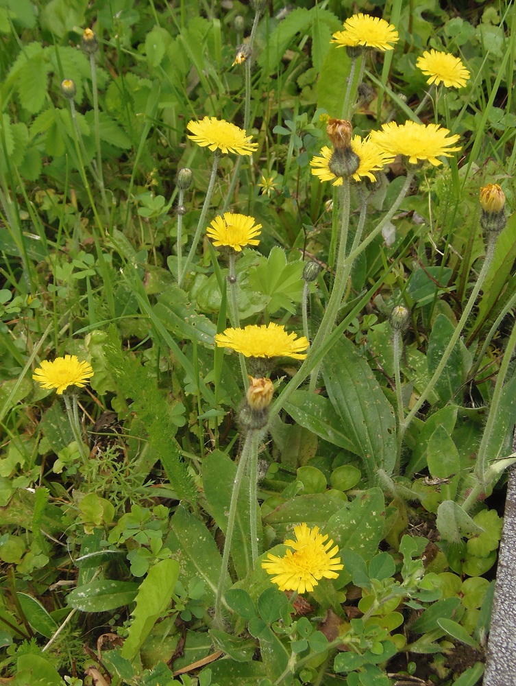 Image of genus Pilosella specimen.