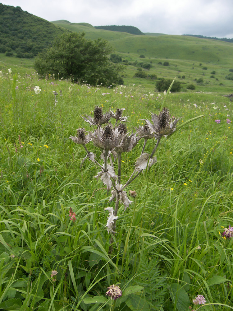 Изображение особи Eryngium giganteum.