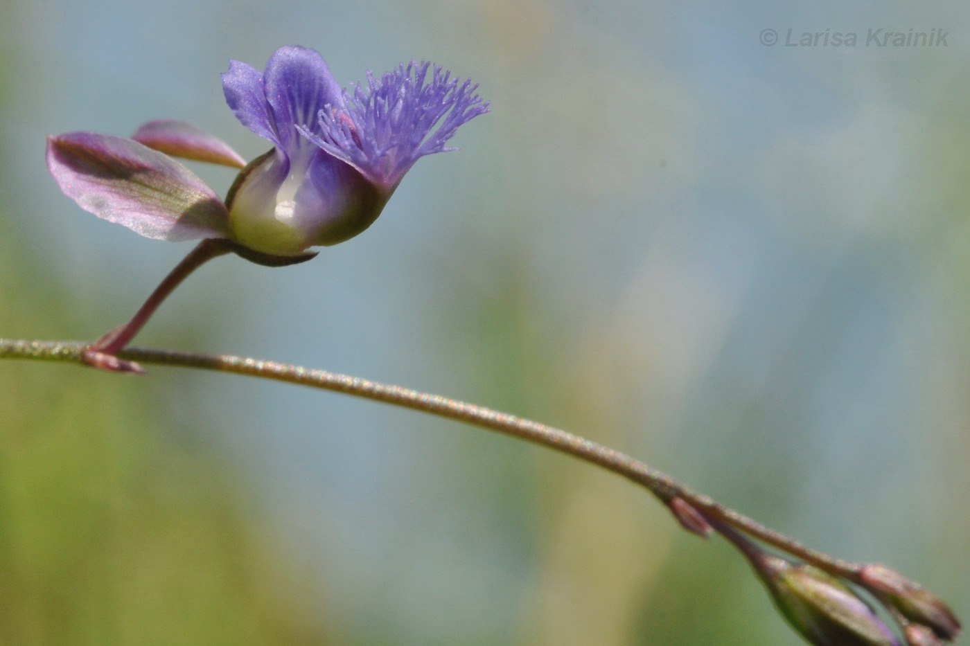 Image of Polygala tenuifolia specimen.