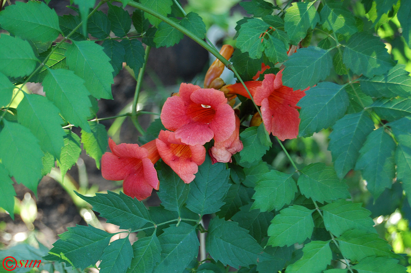 Изображение особи Campsis radicans.