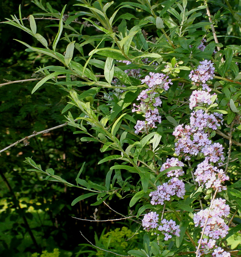 Image of Buddleja alternifolia specimen.