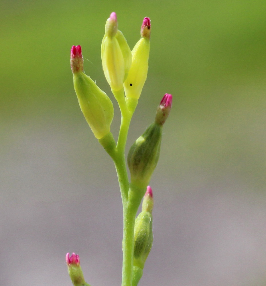 Image of Diarthron linifolium specimen.