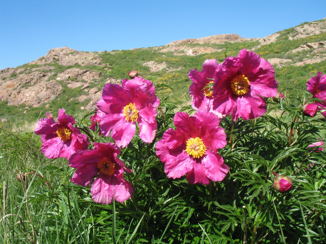 Image of Paeonia intermedia specimen.