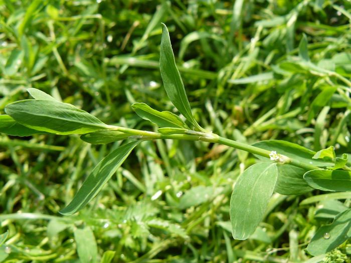 Image of Polygonum aviculare specimen.