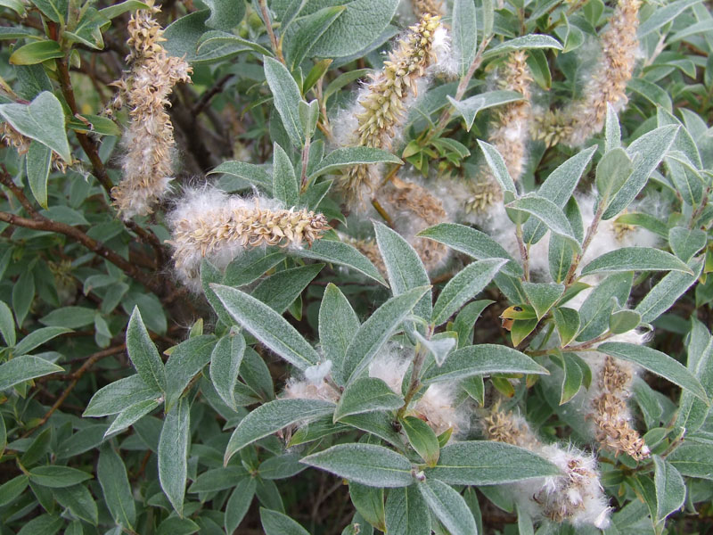 Image of Salix lapponum specimen.