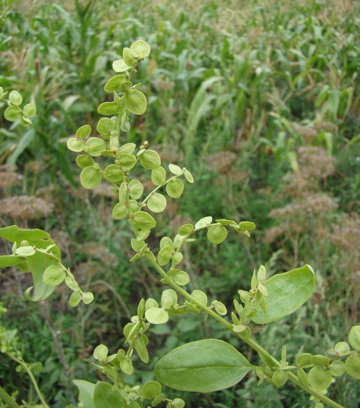 Изображение особи Atriplex hortensis.