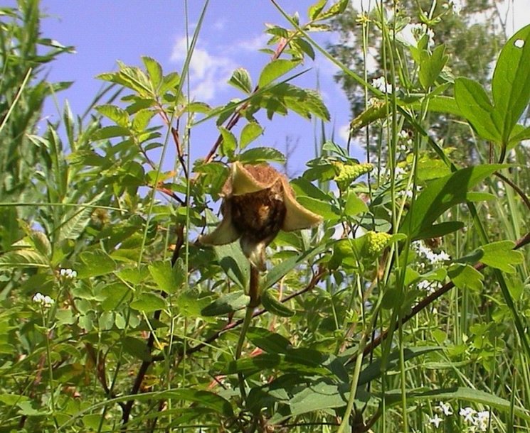 Image of Clematis fusca specimen.