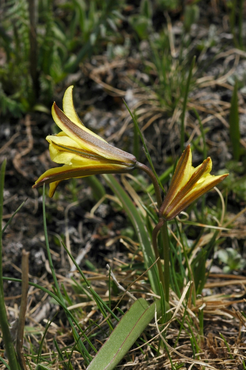 Изображение особи Tulipa heterophylla.