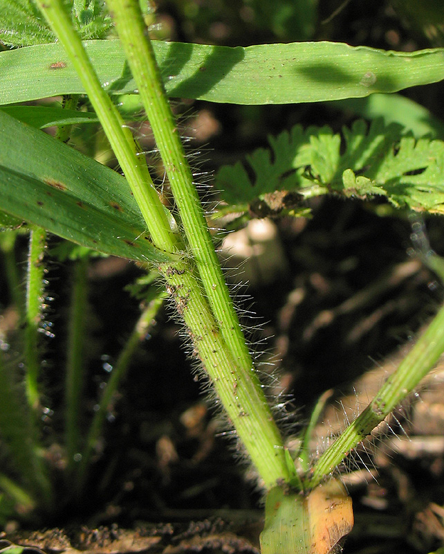 Image of Panicum miliaceum ssp. ruderale specimen.