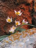 Tulipa biflora. Цветущие растения. Крым, Балаклава, обрывы над урочищем Инжир. 16 апреля 2015 г.