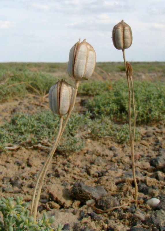 Изображение особи Tulipa buhseana.