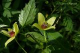 Clematis serratifolia. Цветки и часть листа. Приморский край, Уссурийский р-н. 17.08.2008.