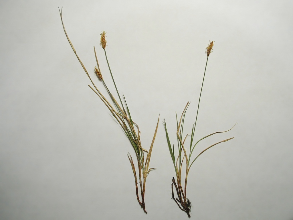 Изображение особи Carex obtusata.