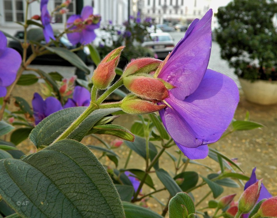 Изображение особи Tibouchina urvilleana.